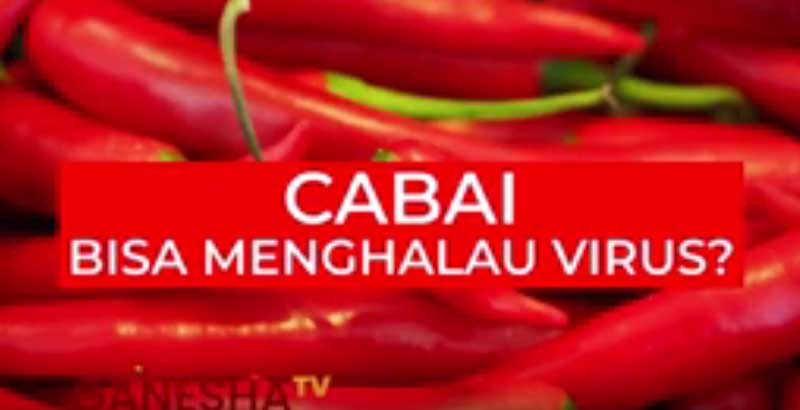 cabai bisa menghalau virus